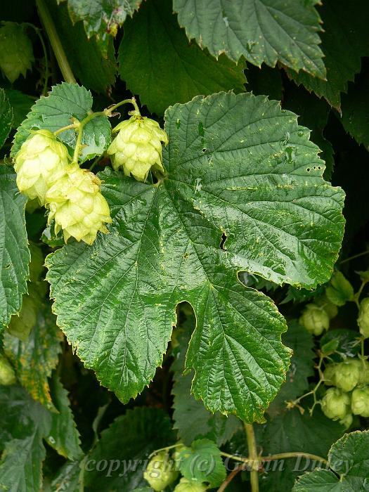 Hops, Sissinghurst Castle gardens P1120877.JPG